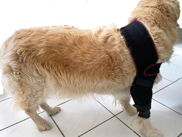 Kompressionsbandage Für Hunde – Stützt Hinterbeine, Hilft Bei Arthrose & Verletzungen