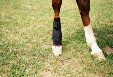 7160 TSM vet-Reha Fesselkopf-Bandage hinten, Pferdegamaschen