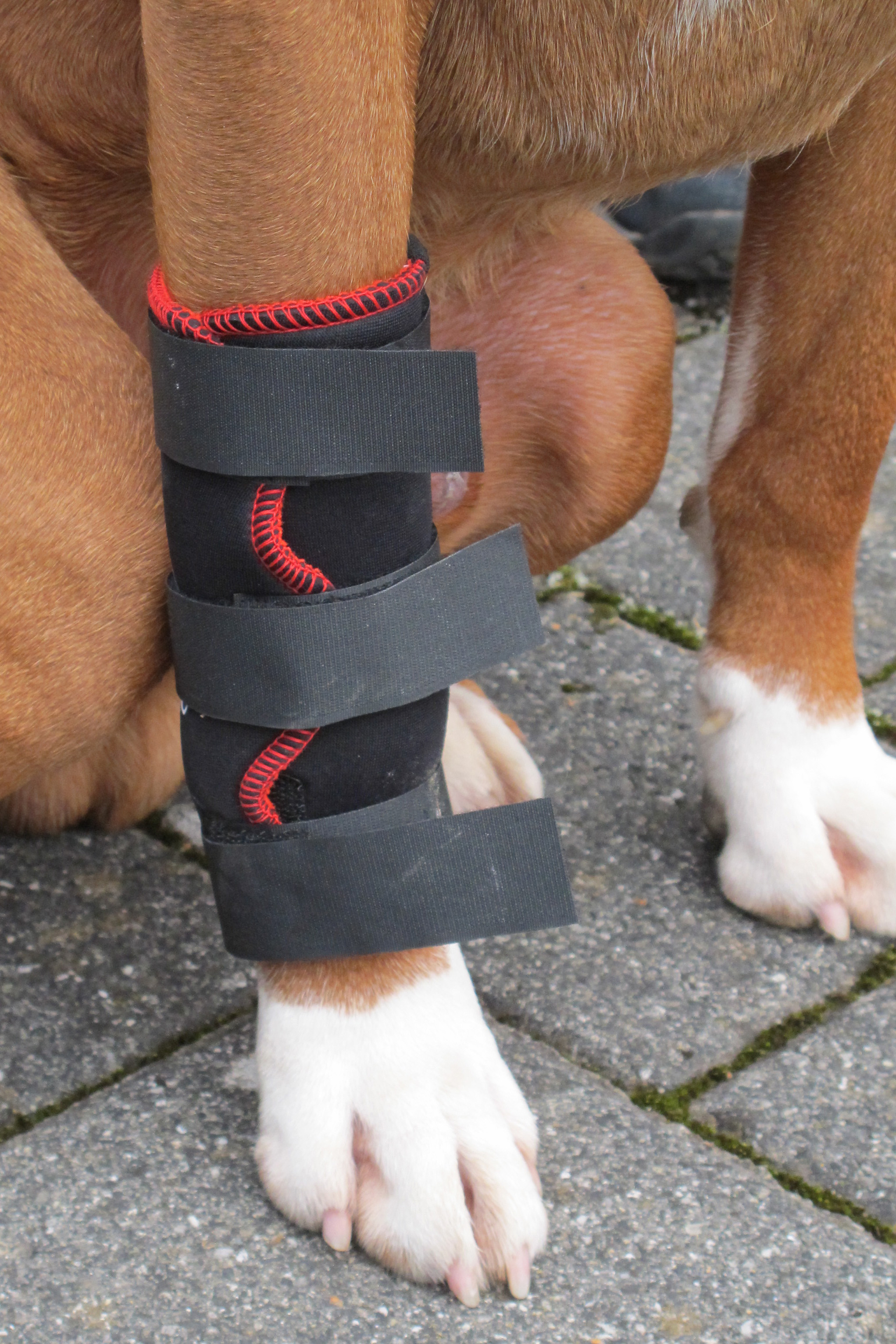TSM vet-Pro Hundebandage für das Vorderbein 7520 Größe S Neu Hunde Bandage 