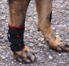 7501 TSM vet-Pro Hund Bandage für das Vorderbein